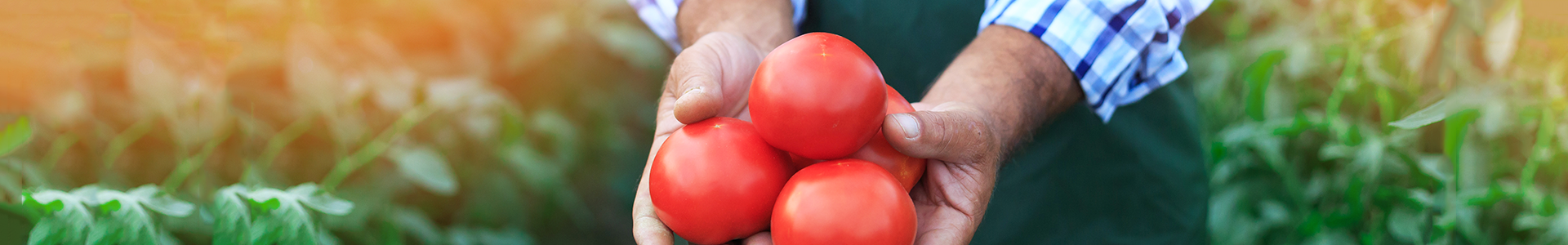 Man holding tomatoes