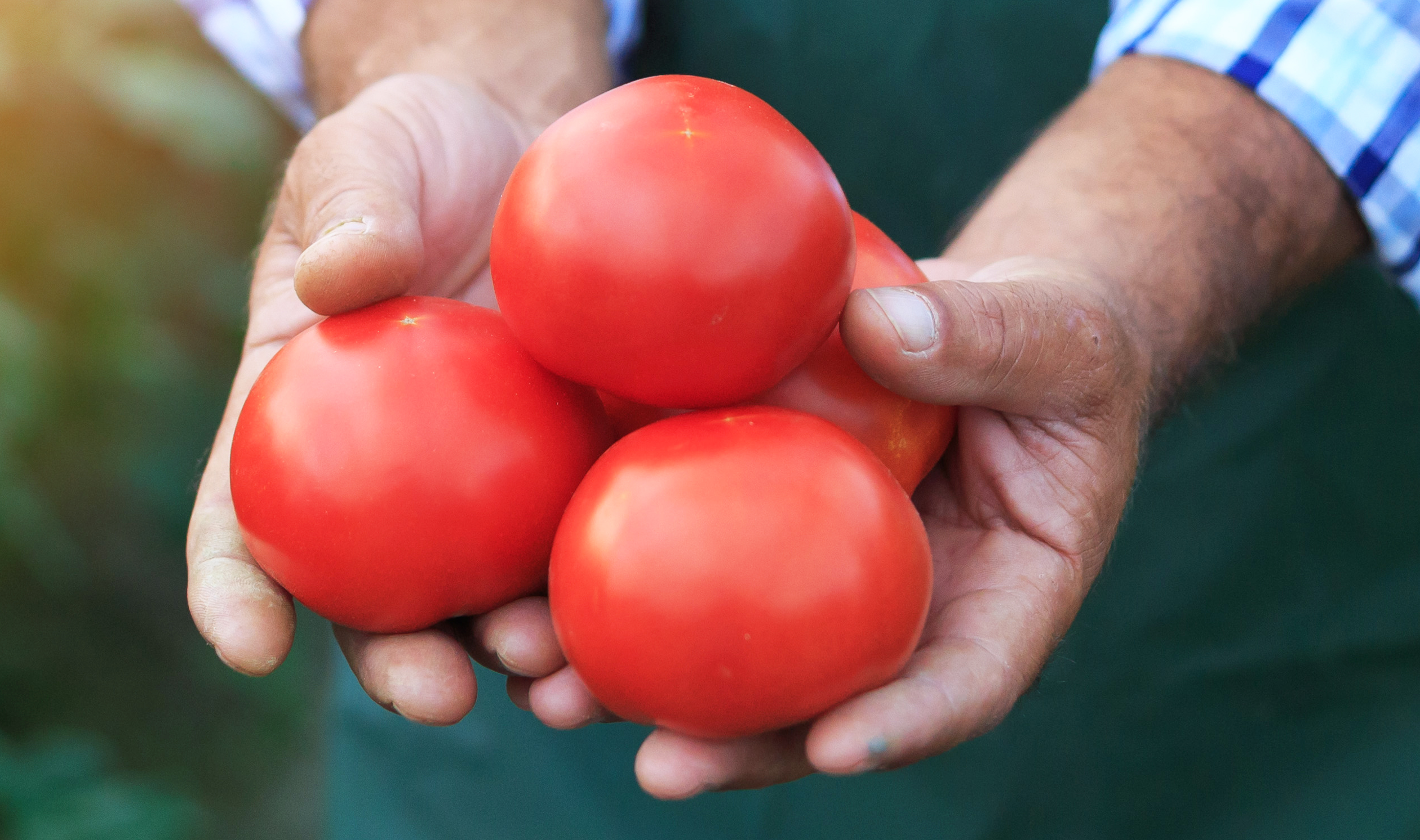 Man holding tomatoes